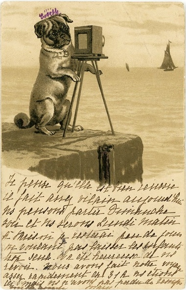 Chien photographe(CAP1685)