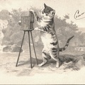 Chat photographe<br />(CAP1835)