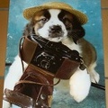 Poster: chien avec un Photax<br />(40 x 50 cm)<br />(GAD0535)