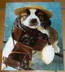 Poster: chien avec un Photax(40 x 50 cm)(GAD0535)