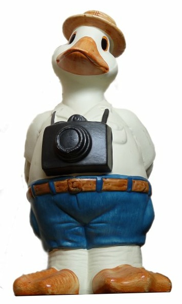 Canard photographe(GAD0984)