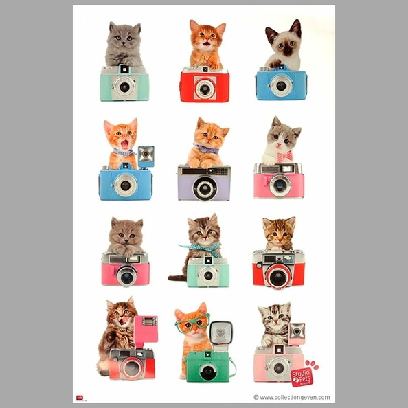 Poster : 12 chats(60 x 91 cm)(GAD1559)