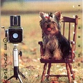 Télécarte : Hasselblad avec un chien<br />(PHI0536)