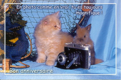 Carte d'anniversaire : Chat et lapin avec appareil Agfa Isolette(CAP0227)