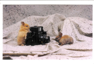 Lapins avec Polaroid 600 SE(CAP0282)