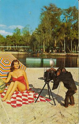 Singe photographiant une jeune femme sur la plage(CAP0495)