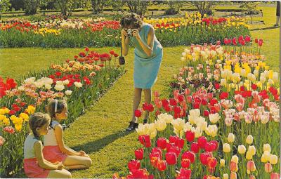 Mère photographiant ses enfants au milieu des tulipes(CAP0659)