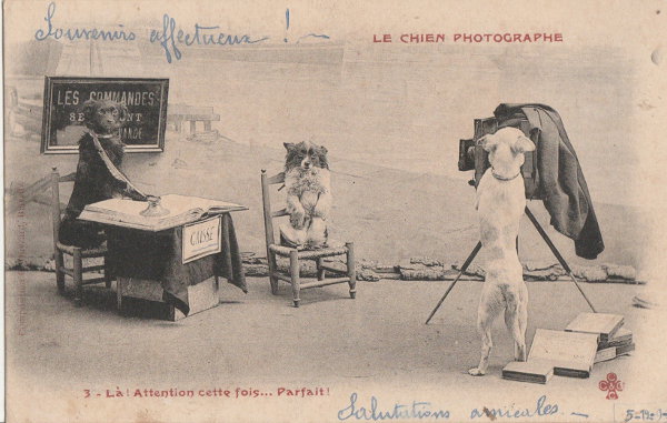 Le chien photographe 3/3(CAP1344)