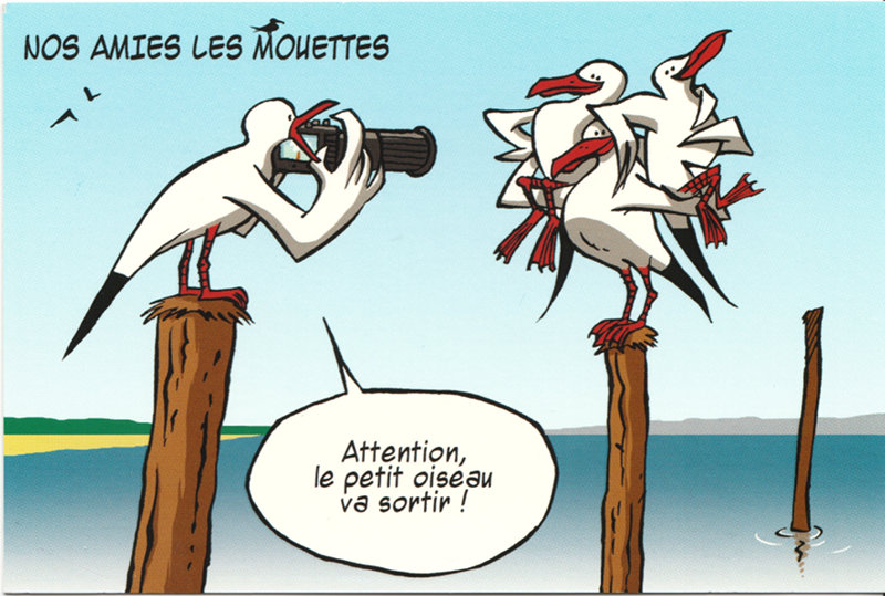 Nos amies les mouettes(CAP1506)